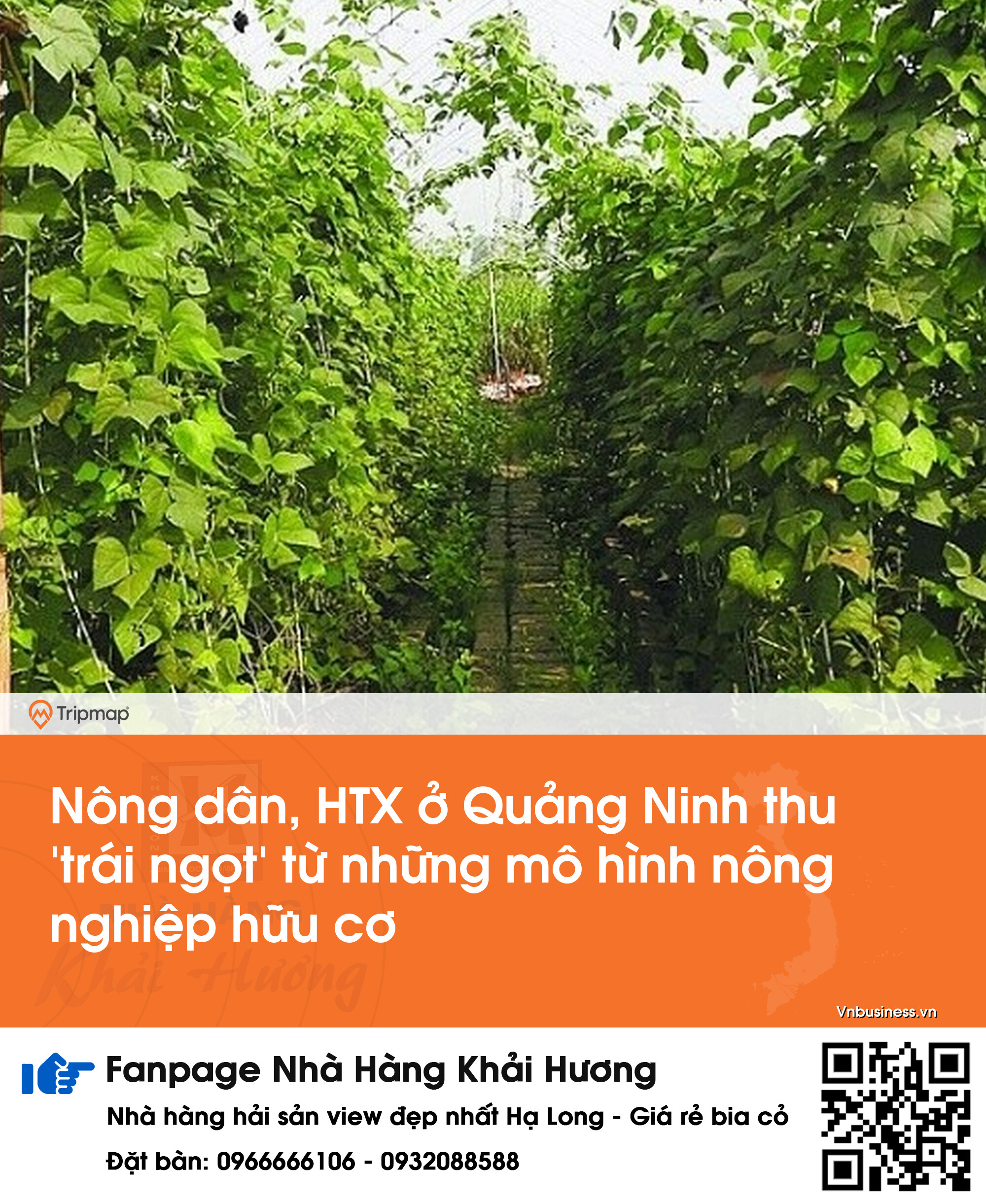 Nông dân, HTX ở Quảng Ninh thu 'trái ngọt' từ những mô hình nông nghiệp hữu cơ