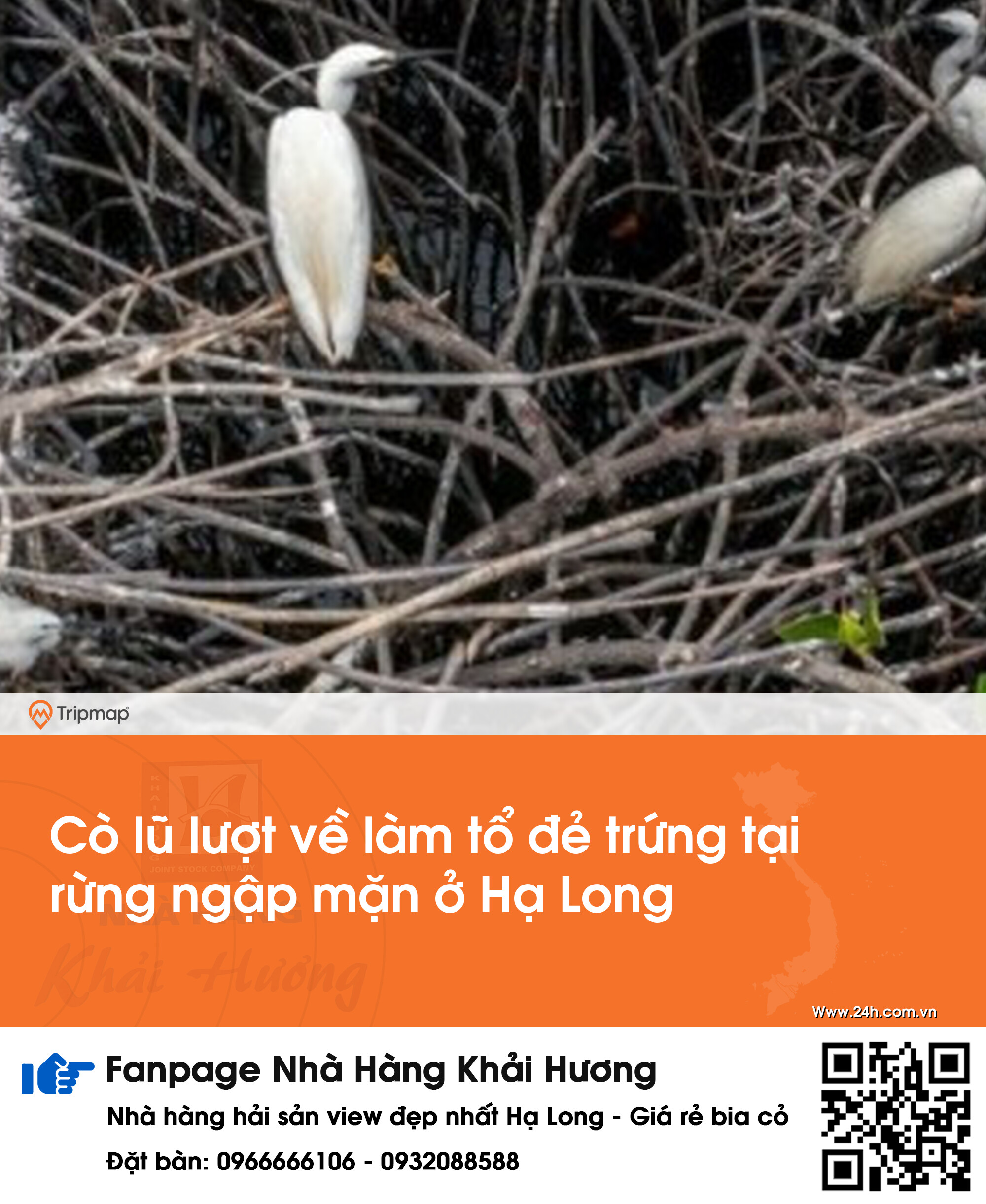 Cò lũ lượt về làm tổ đẻ trứng tại rừng ngập mặn ở Hạ Long